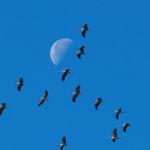 antoine-danielou-madifference-fr-migration-1-copie-2